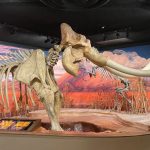 🏛️Nevada State Museum: historia, qué ver y cómo visitarlo